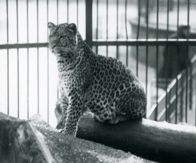 Leopardi istuu tukin päällä Lontoon eläintarhassa, syyskuu 1925. tekijältä Frederick William Bond