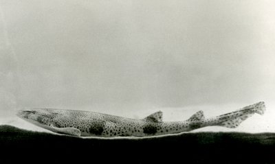 Vähätäpläinen haira Lontoon eläintarhassa vuonna 1924 tekijältä Frederick William Bond