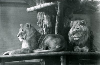 Leijona ja naarasleijona lepäämässä korkealla tasanteella aitauksessaan Lontoon eläintarhassa vuonna 1929 (m/v kuva) tekijältä Frederick William Bond
