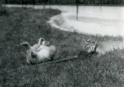 Leijonan- ja tiikerinpentu leikkivät mopilla ruohikolla uima-altaalla, Lontoon eläintarha, syyskuu 1925. tekijältä Frederick William Bond