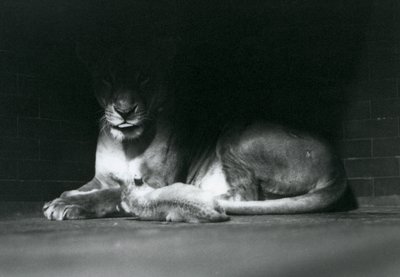 Leijonanpentu makaa äitinsä kanssa aitauksen takaosan varjossa, Lontoon eläintarha, lokakuu 1925. tekijältä Frederick William Bond