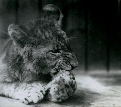 Leijonanpentu ruokkii ZSL London Zoo -eläintarhassa vuonna 1927. tekijältä Frederick William Bond