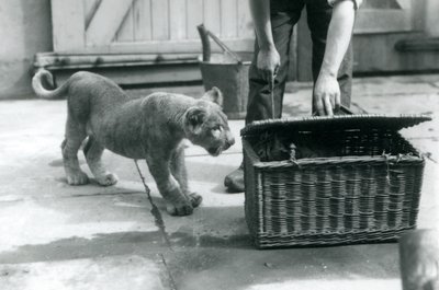 Leijonanpentu katselee tiikerinpentua korissa, jota eläintenhoitaja avaa, Lontoon eläintarha, syyskuu 1925. tekijältä Frederick William Bond