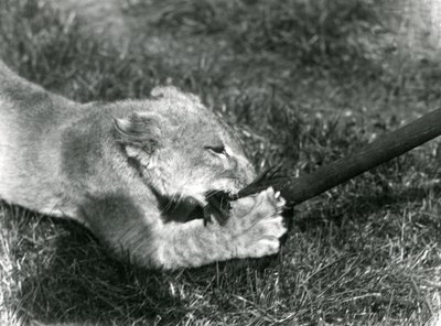Leijonanpentu leikkii hoitajansa pitämällä mopilla ruohikolla pesänsä edessä, Lontoon eläintarha, syyskuu 1925. tekijältä Frederick William Bond