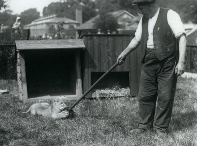 Leijonanpentu leikkii hoitajansa pitämällä mopilla ruohikolla pesänsä edessä, Lontoon eläintarha, syyskuu 1925. tekijältä Frederick William Bond