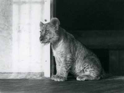 Leijonanpentu istumassa lattialla Lontoon eläintarhassa vuonna 1930 (b/w kuva) tekijältä Frederick William Bond