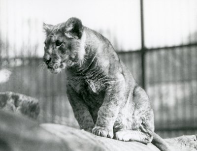Leijonanpentu, joka oli syntynyt eläintarhassa heinäkuussa 1923 Lontoon eläintarhassa heinäkuussa 1924 tekijältä Frederick William Bond