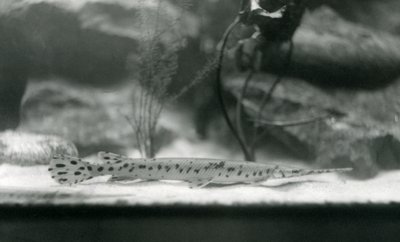 Longnose gar tai Needlenose gar, Lontoon eläintarha, 1924 tekijältä Frederick William Bond