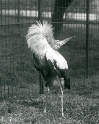 Maguari Stork esittämässä ylhäältä alas -näytöstä, Lontoon eläintarha, heinäkuu 1925 tekijältä Frederick William Bond