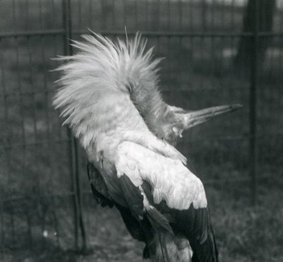 Maguari Stork esittämässä ylhäältä alas -näytöstä, Lontoon eläintarha, heinäkuu 1925 tekijältä Frederick William Bond