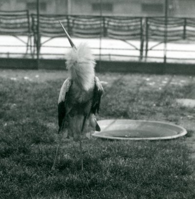 Maguari Stork esittää ylös-alas näyttöä seisoessaan nurmikolla pienen betonialtaan vieressä, Lontoon eläintarha, heinäkuu 1925 (m/v kuva) tekijältä Frederick William Bond