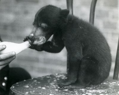 Malaiji- tai aurinkokarhunpentu istumassa tuolilla samalla kun sen pitäjä ruokkii häntä pullosta Lontoon eläintarhassa, 1920-luku tekijältä Frederick William Bond
