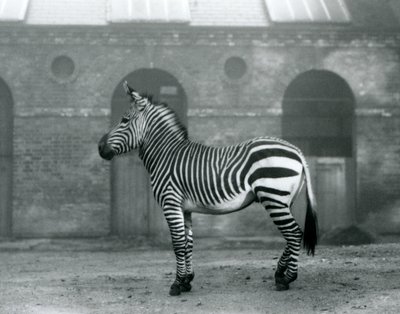 Vuoriseepra seisoo aitauksessaan Lontoon eläintarhan kirahvitalon korkeiden ovien edessä vuonna 1927. tekijältä Frederick William Bond