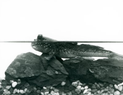 Mudskipper, joka lepää vedenalaisilla kivillä, silmät veden yläpuolella, Lontoon eläintarha tekijältä Frederick William Bond