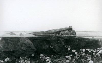 Mudskipper, joka lepää vedenalaisilla kivillä, ruumiin yläosa veden päällä, Lontoon eläintarha tekijältä Frederick William Bond