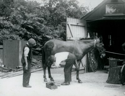 Muuli kenkiä Lontoon eläintarhassa vuonna 1924 tekijältä Frederick William Bond