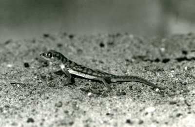 Namib-hiekkagekko/verkkojalkainen gekko seisomassa hiekalla, Lontoon eläintarha, syyskuu 1928 (b/w kuva) tekijältä Frederick William Bond