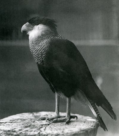 Northern Crested Caracara Lontoon eläintarhassa, ennen 1930 tekijältä Frederick William Bond