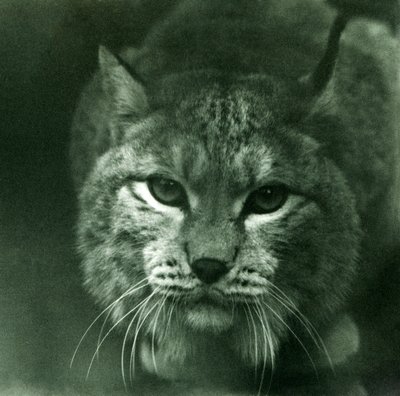 A Northern Lynx, Lontoon eläintarha, helmikuu 1925 tekijältä Frederick William Bond