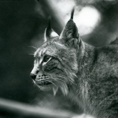 Pohjoinen ilves Lontoon eläintarhassa heinäkuussa 1925 tekijältä Frederick William Bond