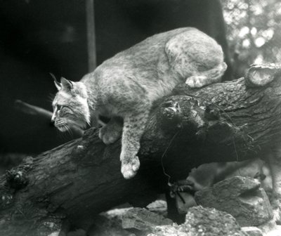 Pohjoinen ilves nojaa alas oksalta, Lontoon eläintarha, lokakuu 1925. tekijältä Frederick William Bond