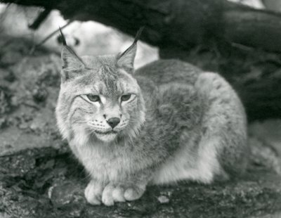 Pohjanilves istuu kalliolla, Lontoon eläintarha, lokakuu 1925. tekijältä Frederick William Bond