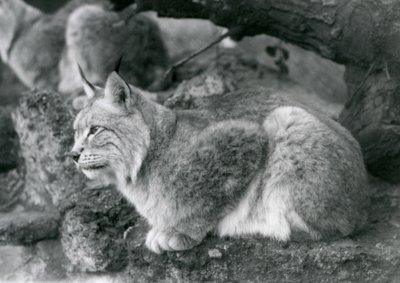 Pohjanilves istuu kalliolla, Lontoon eläintarha, lokakuu 1925. tekijältä Frederick William Bond