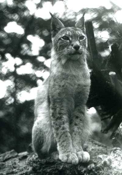 Pohjoinen ilves istumassa Lontoon eläintarhassa heinäkuussa 1925 tekijältä Frederick William Bond