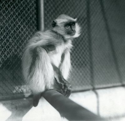 Northern Plains Grey Langur istuu ahvenella aitassaan Lontoon eläintarhassa vuonna 1928 (b/w kuva) tekijältä Frederick William Bond