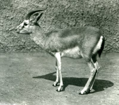 Persialainen gaselli Lontoon eläintarhassa kesäkuussa 1925 tekijältä Frederick William Bond