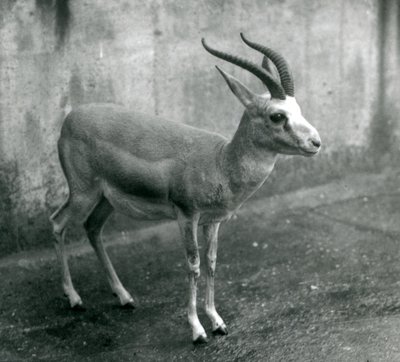 Persian-, goiter- tai mustapyrstöinen gaselli Lontoon eläintarhassa, elokuu 1927. tekijältä Frederick William Bond