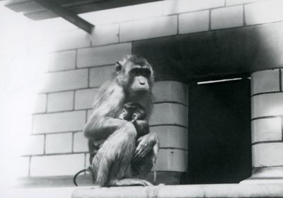 Possuhäntämakakki pitelee vauvaansa istuessaan laatoitetulla reunalla aitassaan Lontoon eläintarhassa vuonna 1928 (m/v kuva) tekijältä Frederick William Bond
