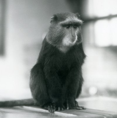 Pluto Monkey tai Blue Monkey istuu penkillä Lontoon eläintarhassa tekijältä Frederick William Bond