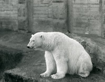 Jääkarhu istumassa kiviisellä reunalla Lontoon eläintarhassa syyskuussa 1927 tekijältä Frederick William Bond