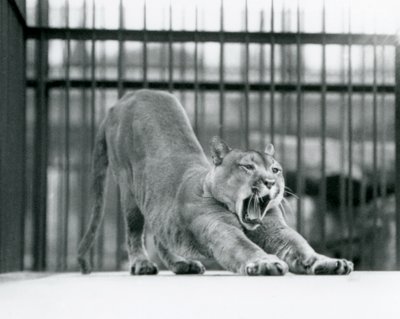 Puma Puuma Vuorileijona haukottelee ja venyttelee Lontoon eläintarhassa kesäkuussa 1925. tekijältä Frederick William Bond