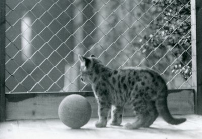 Puma-kissanpentu palloineen, katsomassa ulos aitauksestaan, Lontoon eläintarha, 1923 tekijältä Frederick William Bond