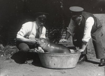 Kääpiövirtahepo liottelemassa ZSL:n Lontoon eläintarhassa, elokuu 1928. tekijältä Frederick William Bond