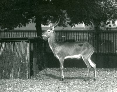 Punainen Lechwe Lontoon eläintarhassa heinäkuussa 1924 tekijältä Frederick William Bond