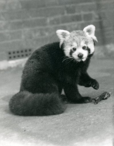Punainen panda istumassa Lontoon eläintarhassa, 1917. tekijältä Frederick William Bond