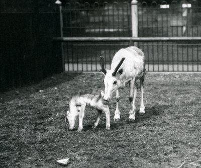Poro vasikansa kanssa Lontoon eläintarhassa maaliskuussa 1914 tekijältä Frederick William Bond