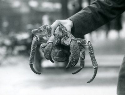 Ryöstörapu eli kookospähkinärapu, jota eläintenhoitaja pitelee Lontoon eläintarhassa, heinäkuu 1927. tekijältä Frederick William Bond
