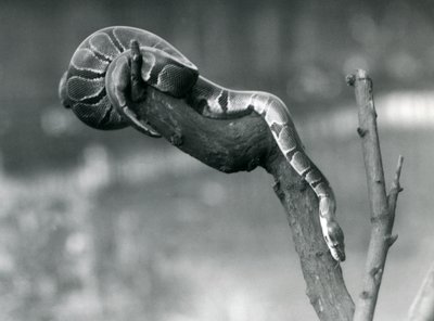 RoyalBall-python laskeutuu alas haaraa pitkin Lontoon eläintarhassa lokakuussa 1925. tekijältä Frederick William Bond