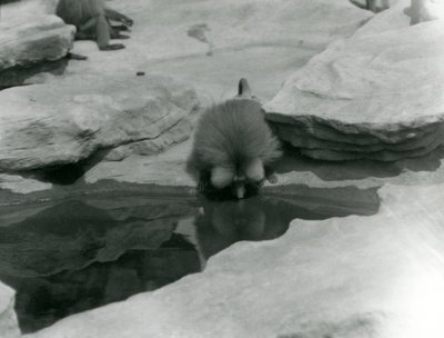 Pyhä paviaani juomassa altaasta Monkey Hillin kallioiden keskellä Lontoon eläintarhassa tekijältä Frederick William Bond