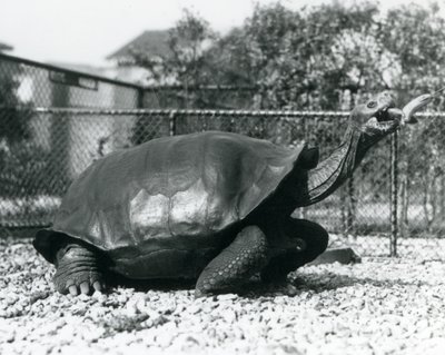 Satulaselkä, Galapagos-kilpikonna, jota ruokitaan kepissä olevalla banaanilla (m/w kuva) tekijältä Frederick William Bond