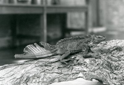 Sailfin lisko, jonka häntä on vaurioitunut, lepää puun päällä Lontoon eläintarhassa vuonna 1928 (b/w kuva) tekijältä Frederick William Bond
