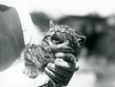 Skotlantilainen villikissan pentu hoitajansa käsissä, Lontoon eläintarha. tekijältä Frederick William Bond