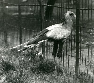 Sihteerilintu Lontoon eläintarhassa syyskuussa 1923 tekijältä Frederick William Bond