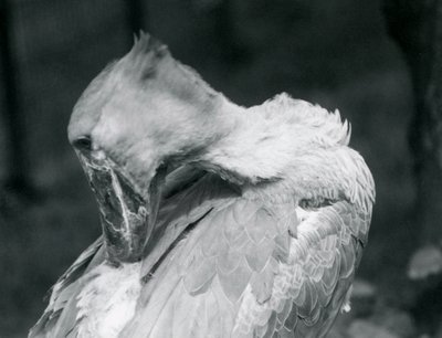 Shoebill höyheniä harjaamassa Lontoon eläintarhassa vuonna 1926 tekijältä Frederick William Bond