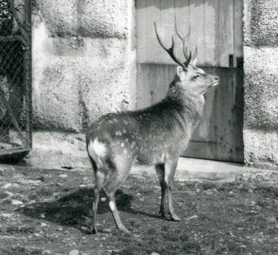 Sikajapanilainen täplähirvi seisoo aitauksessaan Lontoon eläintarhassa elokuussa 1927 tekijältä Frederick William Bond