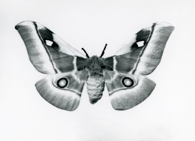 Silkkikoi, Bunaea caffraria, Lontoon eläintarhassa ennen vuotta 1930. tekijältä Frederick William Bond